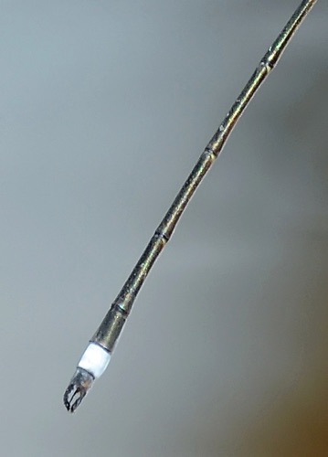 Lestes vigilax (Swamp Spreadwing) - male Lestes vigilax (Swamp Spreadwing) - male